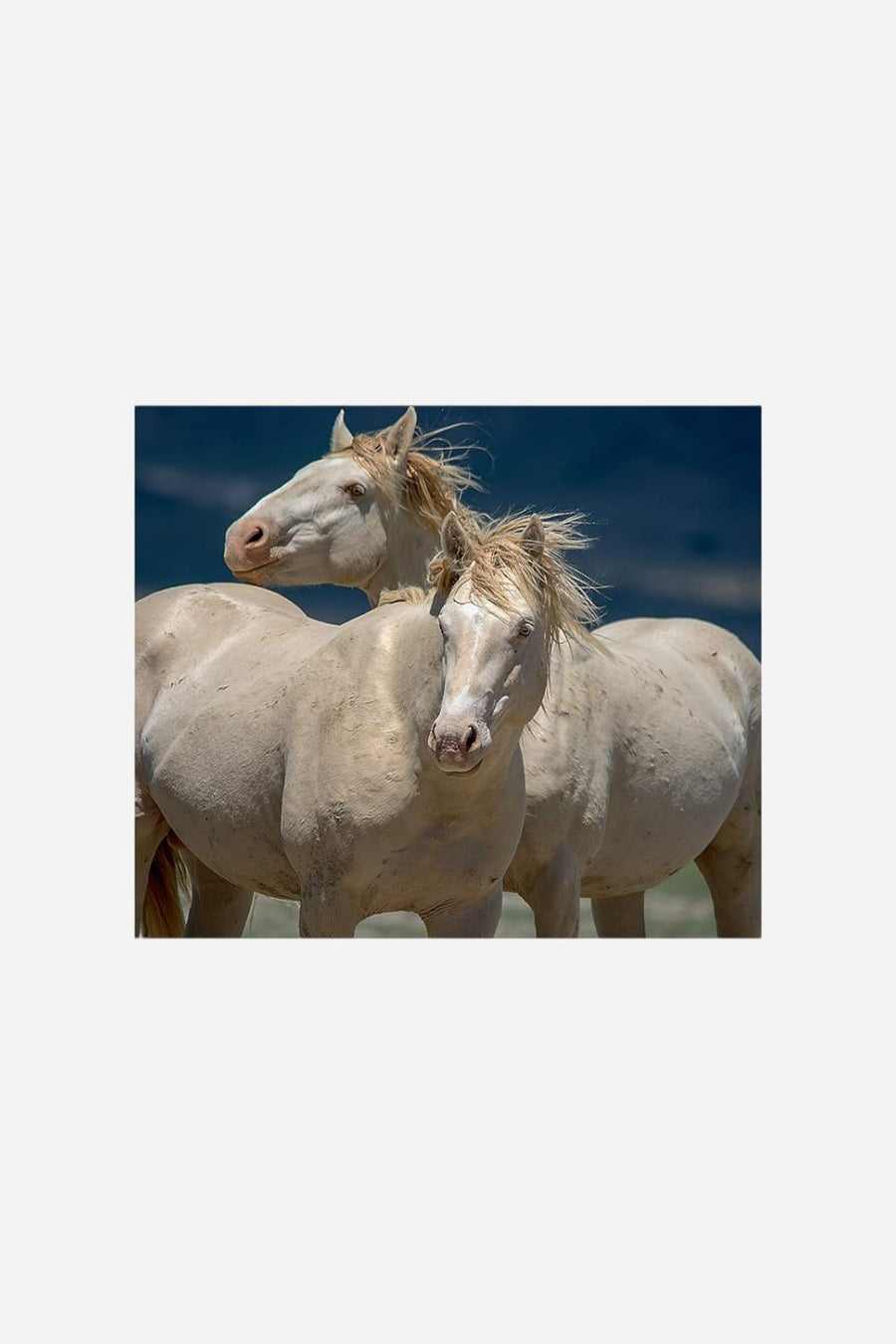 Wild Horses Of The West