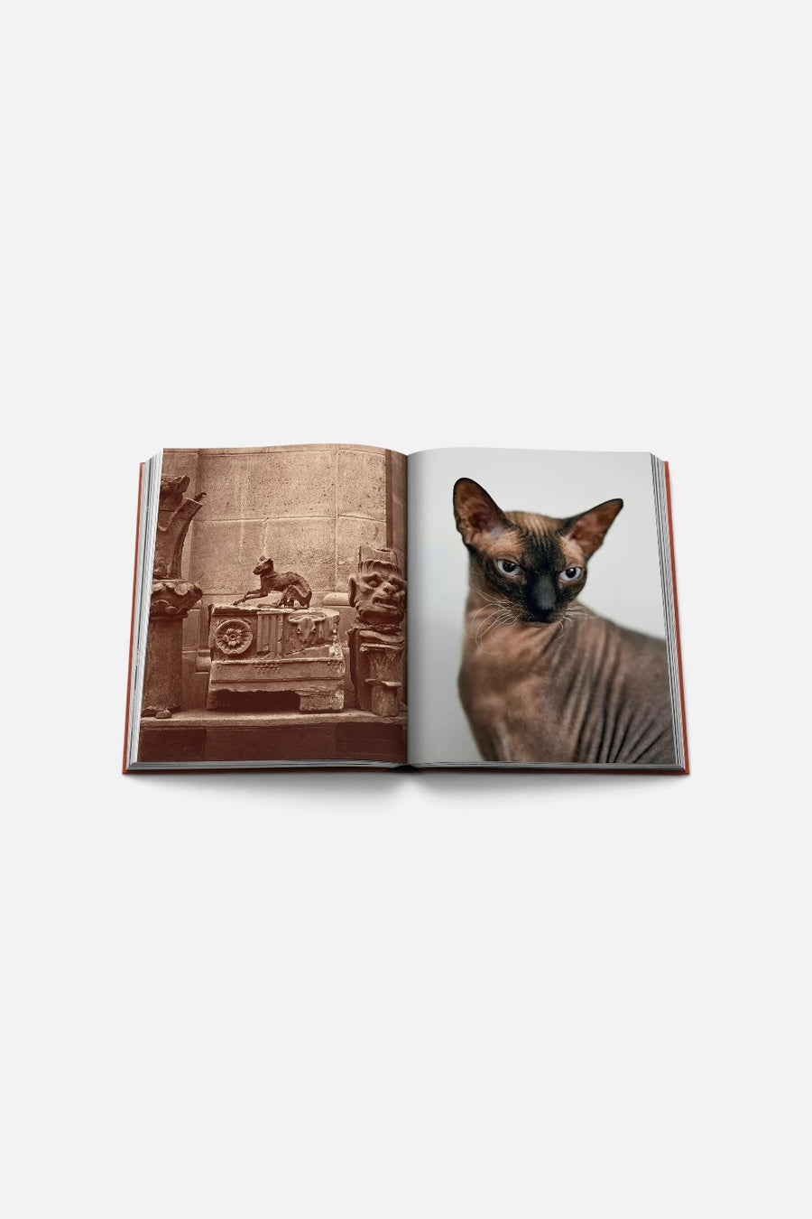 Assouline Chic Cats Coffee Table Book