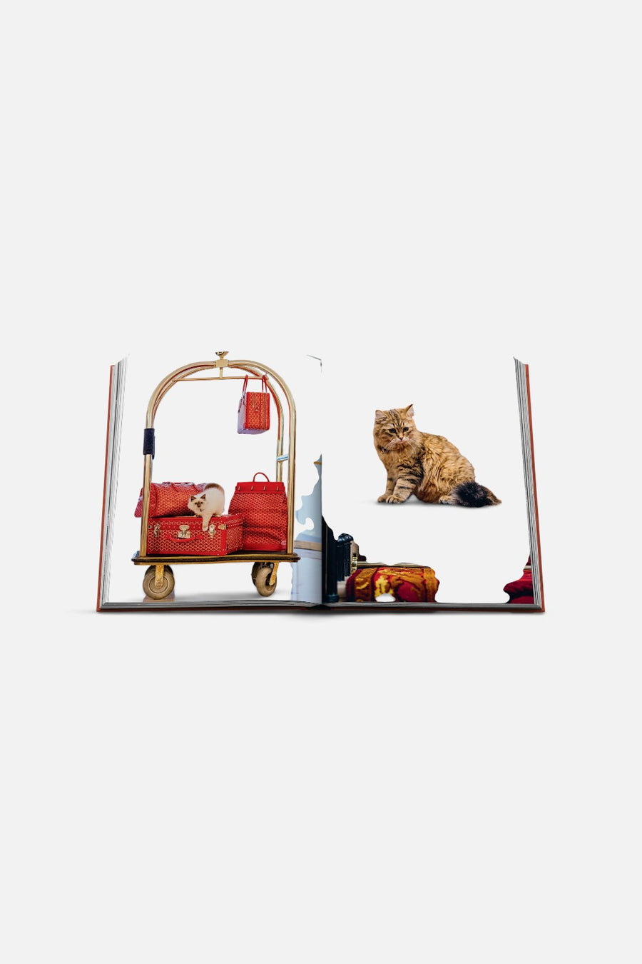 Assouline Chic Cats Coffee Table Book