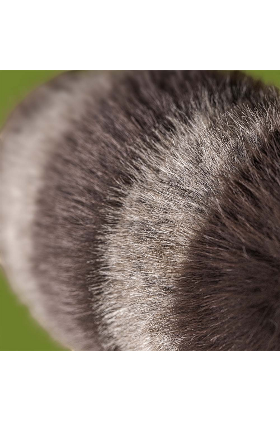 Jellycat Trixiwoo Racoon Plush Toy