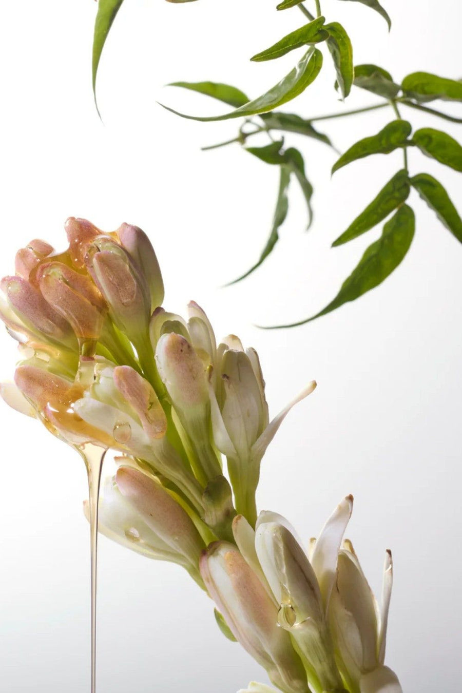 Apothia IF | Blooming White Flowers x Citrus | Travel Eau de Parfum – back view