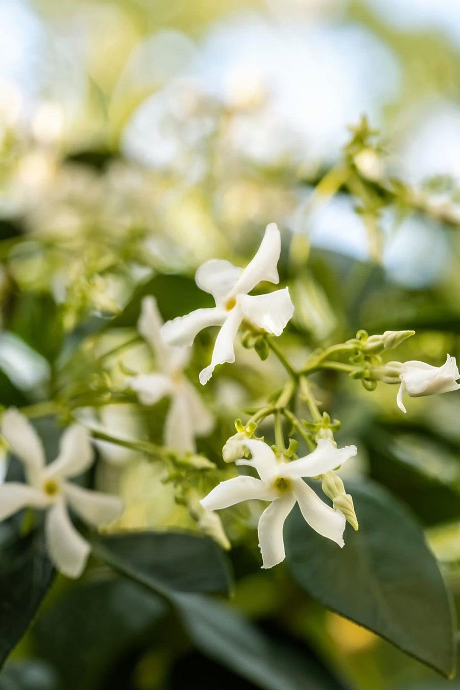 Capri Blue Pura Diffuser Refill in Blue Jean – back view