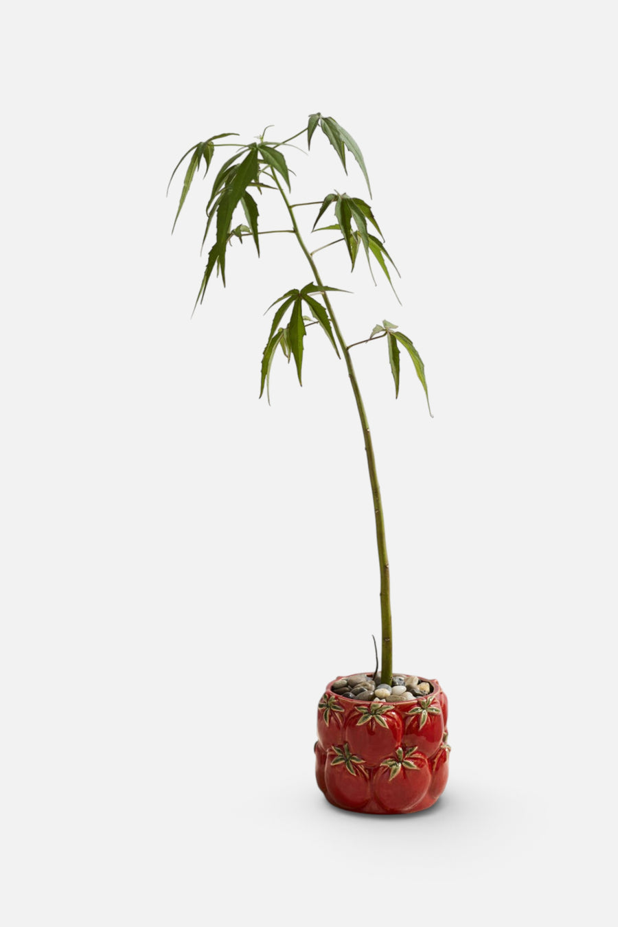 Cucina Tomato Pot – back view