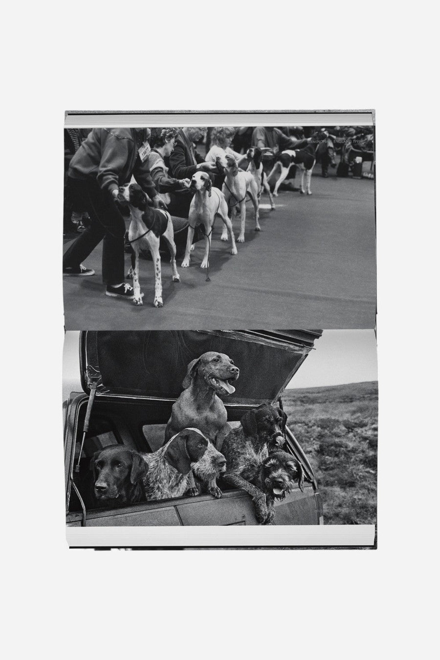 DogDogs – alternate