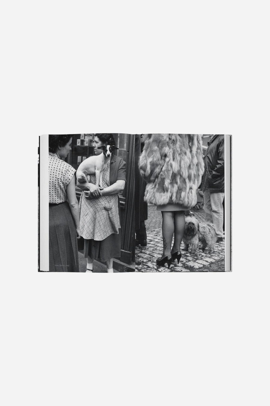 DogDogs – flat lay