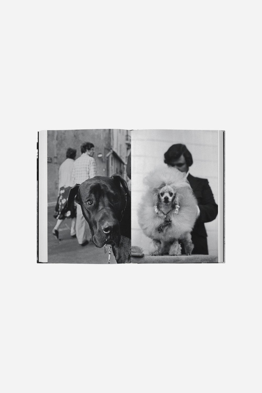 DogDogs – side view