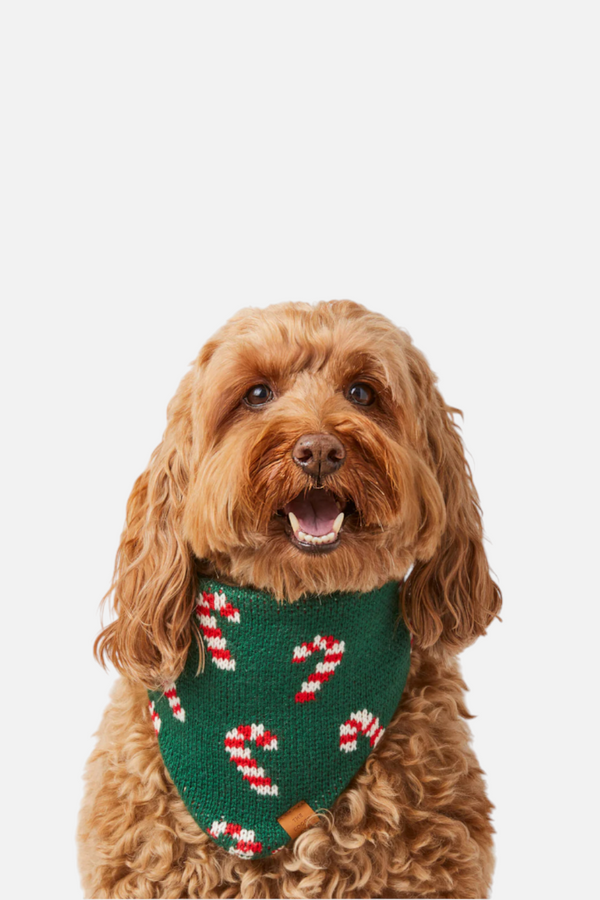 Foggy Dog Candy Cane Knit Bandana
