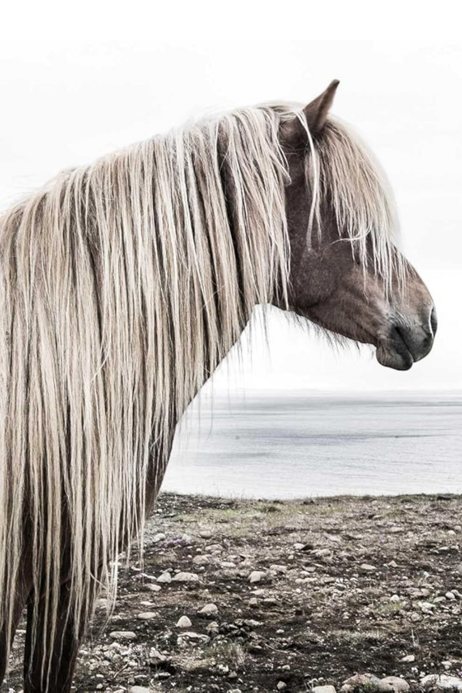 Horse Country Coffee Table Book – side view