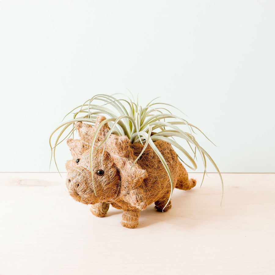 Likha Coco Coir Pots Triceratops Planter – back view
